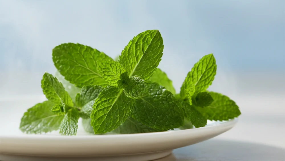 representing fresh mint breath care