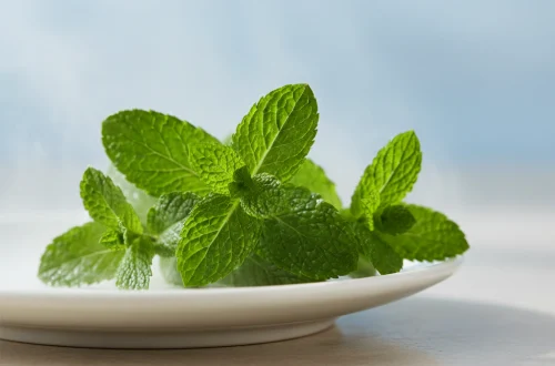 representing fresh mint breath care